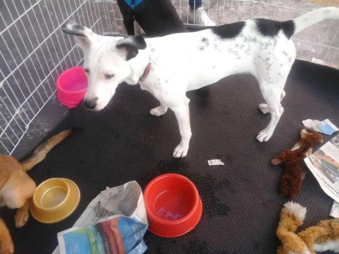 Cachorro ra a Srd idade 7 a 11 meses nome Frida