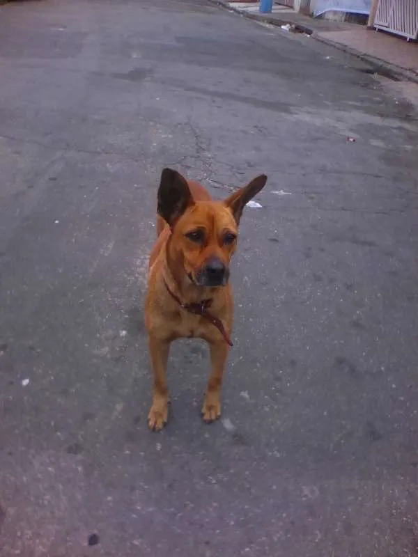 Cachorro ra a "vira lata" idade 2 anos nome De rua