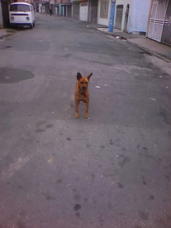 Cachorro ra a "vira lata" idade 2 anos nome De rua