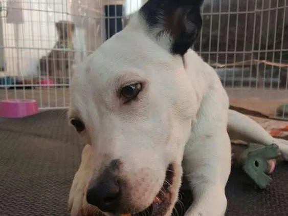 Cachorro ra a Srd idade 7 a 11 meses nome Frida