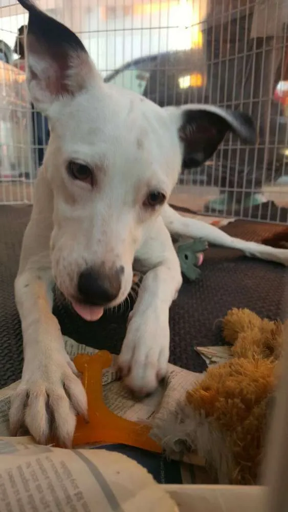 Cachorro ra a Srd idade 7 a 11 meses nome Frida