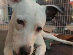 Cachorro raça Srd idade 7 a 11 meses nome Frida