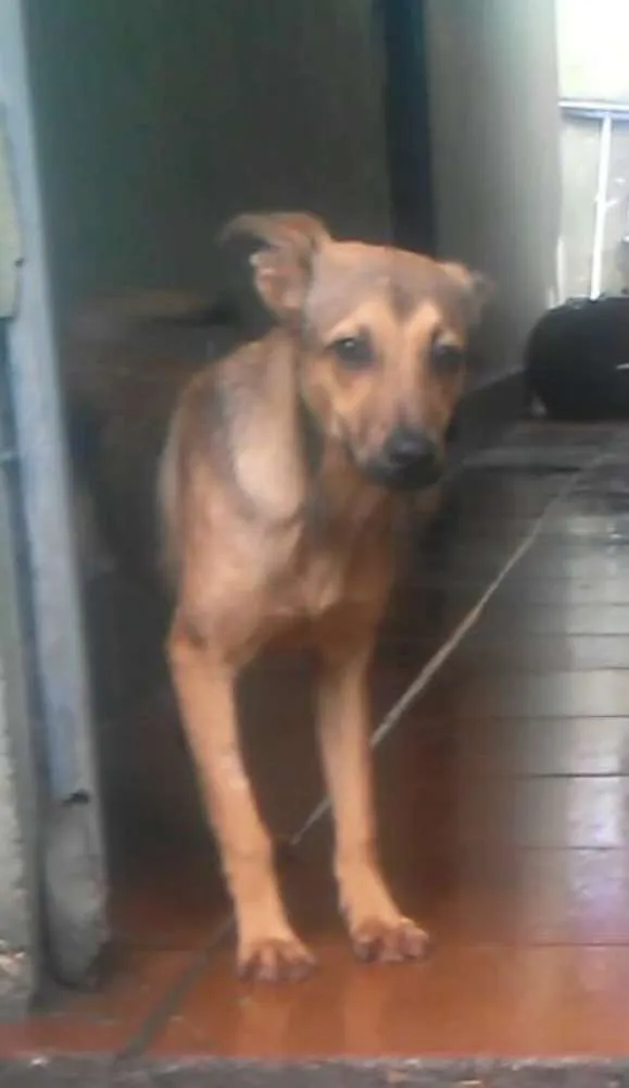 Cachorro ra a Srd idade 7 a 11 meses nome Boris