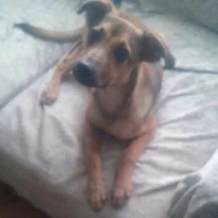 Cachorro ra a Srd idade 7 a 11 meses nome Boris