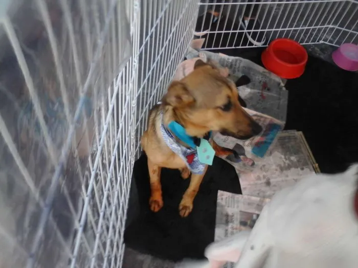 Cachorro ra a Srd idade 7 a 11 meses nome Boris