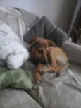 Boris