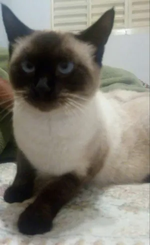 Gato raça Siamêsa idade 1 ano nome Carmem