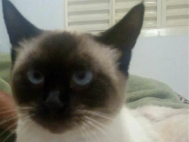 Gato ra a Siamêsa idade 1 ano nome Carmem