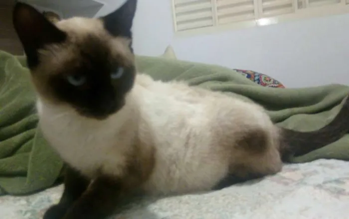 Gato ra a Siamêsa idade 1 ano nome Carmem
