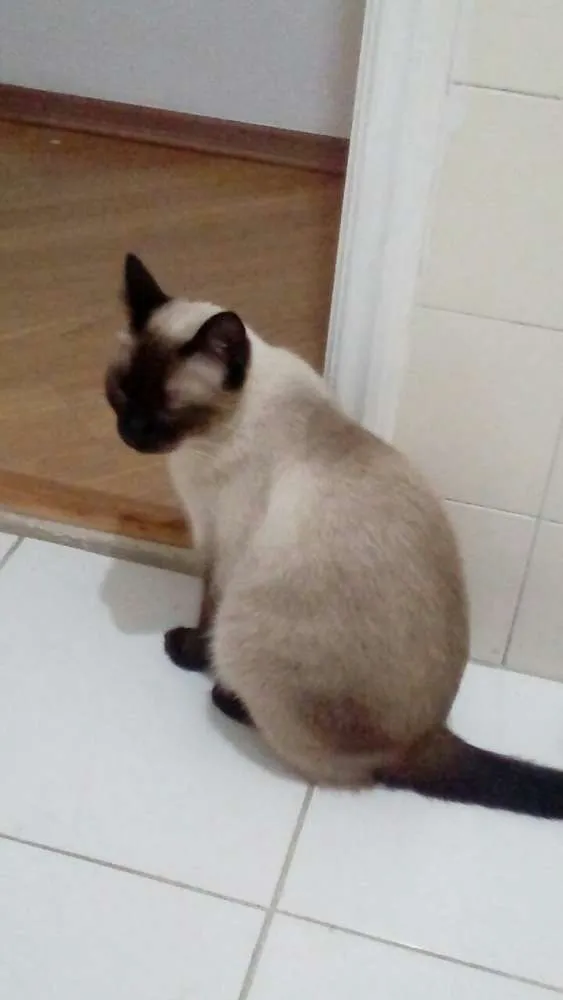 Gato ra a Siamêsa idade 1 ano nome Carmem