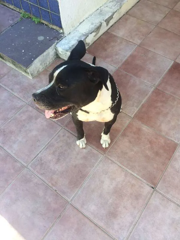 Cachorro raça america idade 2 anos nome max