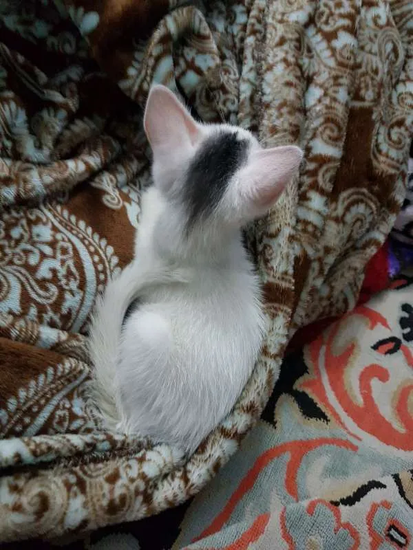 Gato ra a sem raça  idade Abaixo de 2 meses nome sem nome