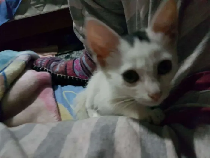 Gato ra a sem raça  idade Abaixo de 2 meses nome sem nome