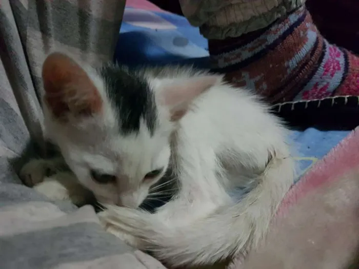 Gato ra a sem raça  idade Abaixo de 2 meses nome sem nome