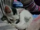 Gato raça sem raça  idade Abaixo de 2 meses nome sem nome