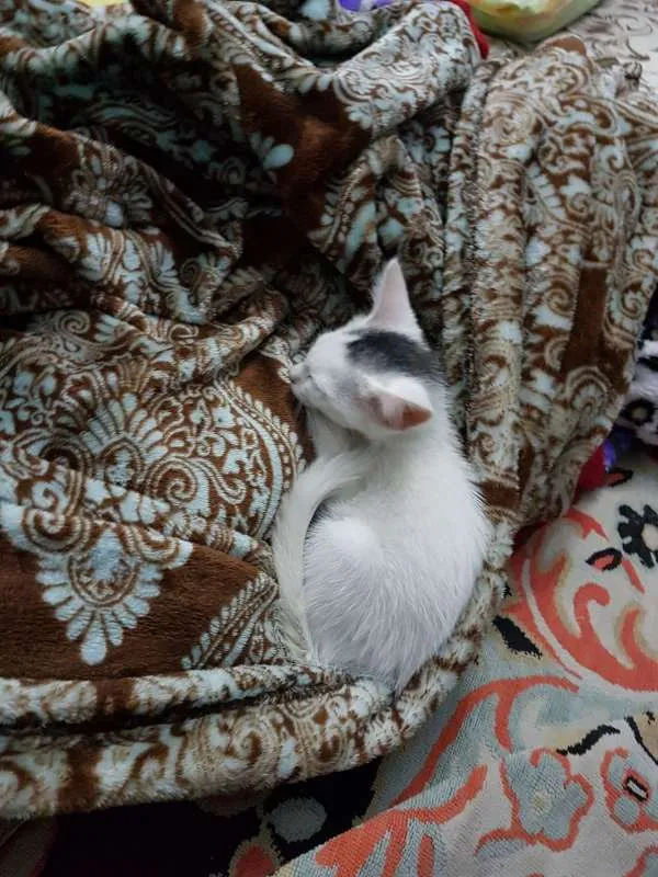 Gato ra a sem raça  idade Abaixo de 2 meses nome sem nome