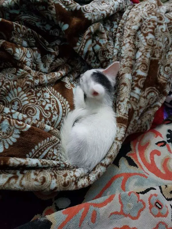 Gato ra a sem raça  idade Abaixo de 2 meses nome sem nome