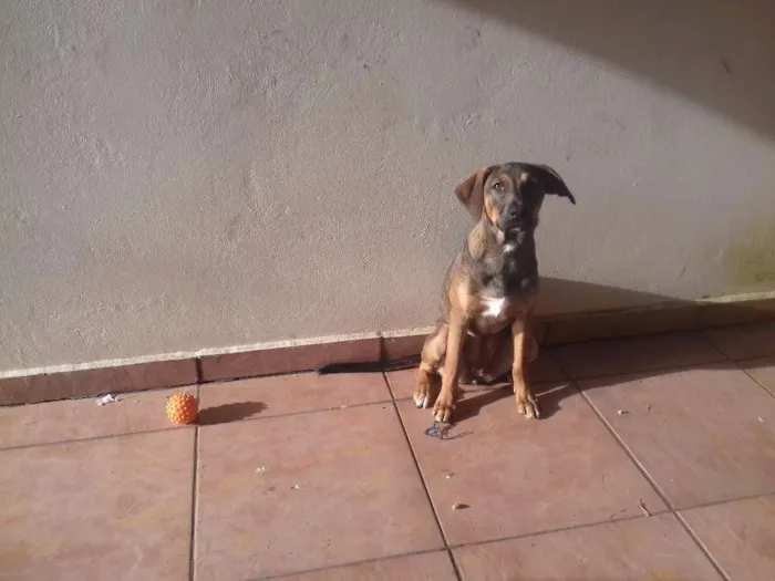 Cachorro raça Não definida idade 7 a 11 meses nome Mag