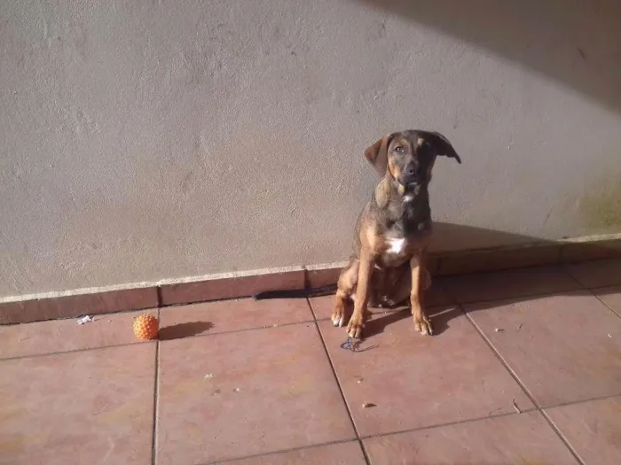 Cachorro raça Não definida idade 7 a 11 meses nome Mag