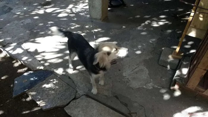 Cachorro raça Vira lata  idade 1 ano nome Picles, Pandinha e Sassá