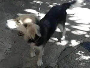 Cachorro raça Vira lata  idade 1 ano nome Picles, Pandinha e Sassá