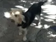 Picles, Pandinha e Sassá