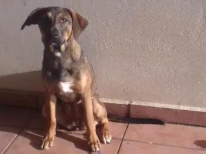 Cachorro raça Não definida idade 7 a 11 meses nome Mag