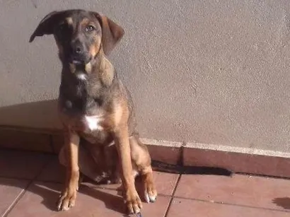 Cachorro raça Não definida idade 7 a 11 meses nome Mag