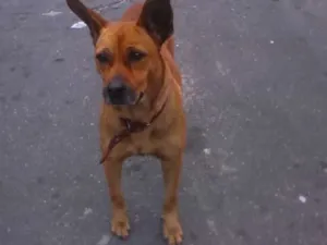 Cachorro raça "vira lata" idade 2 anos nome De rua