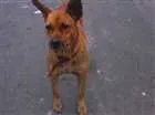 Cachorro raça "vira lata" idade 2 anos nome De rua