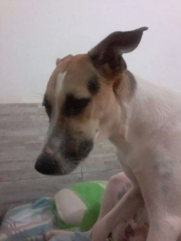 Cachorro ra a SRD idade 7 a 11 meses nome Nina