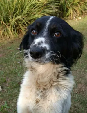 Cachorro raça Vira lata idade 3 anos nome Magali