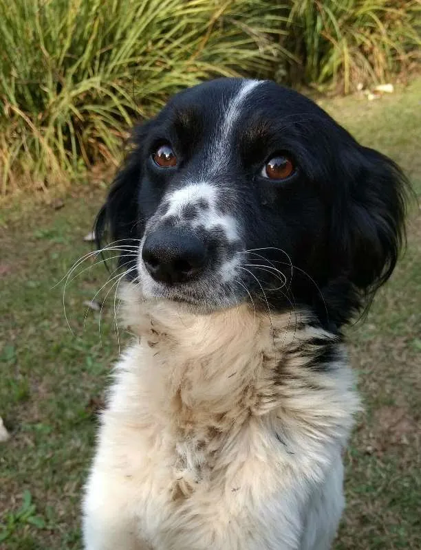 Cachorro ra a Vira lata idade 3 anos nome Magali