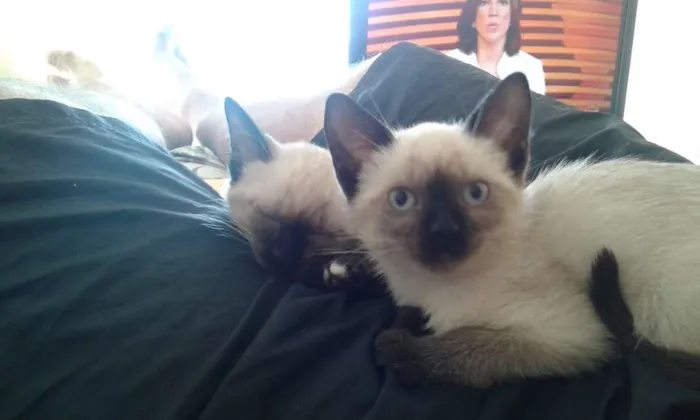 Gato raça Siamês idade 2 a 6 meses nome Pequenos