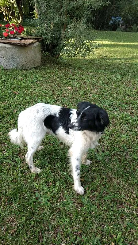 Cachorro ra a Vira lata idade 3 anos nome Magali