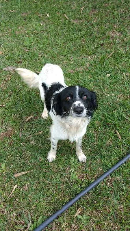 Cachorro ra a Vira lata idade 3 anos nome Magali