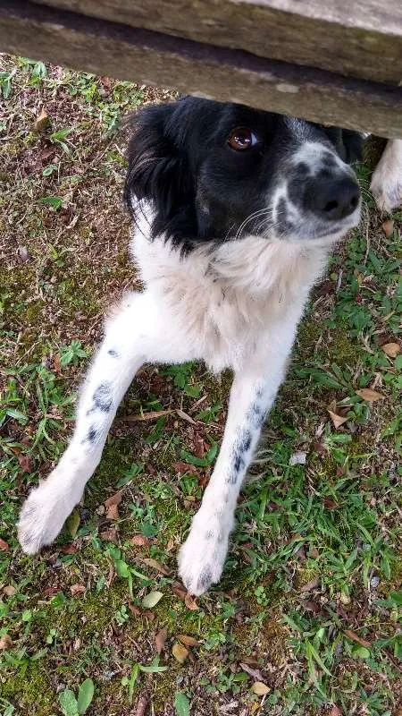 Cachorro ra a Vira lata idade 3 anos nome Magali