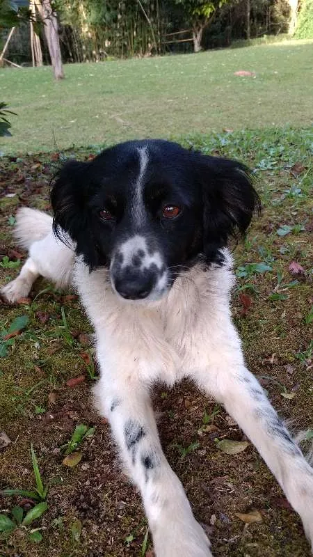 Cachorro ra a Vira lata idade 3 anos nome Magali