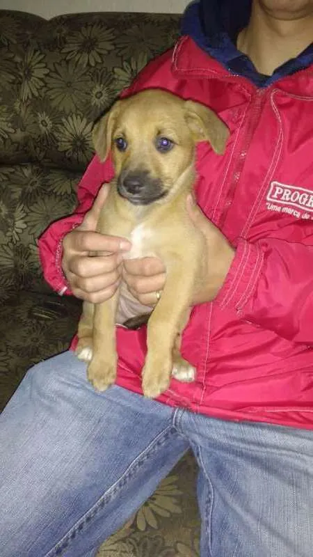 Cachorro raça vira lata idade 2 a 6 meses nome Filhote