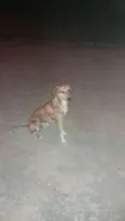 tigrao