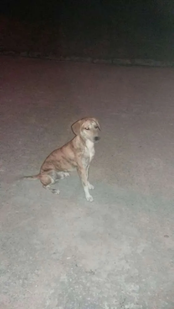 Cachorro ra a vira latas idade 2 a 6 meses nome tigrao