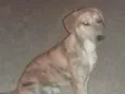 tigrao