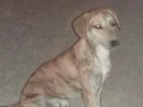 Cachorro ra a vira latas idade 2 a 6 meses nome tigrao