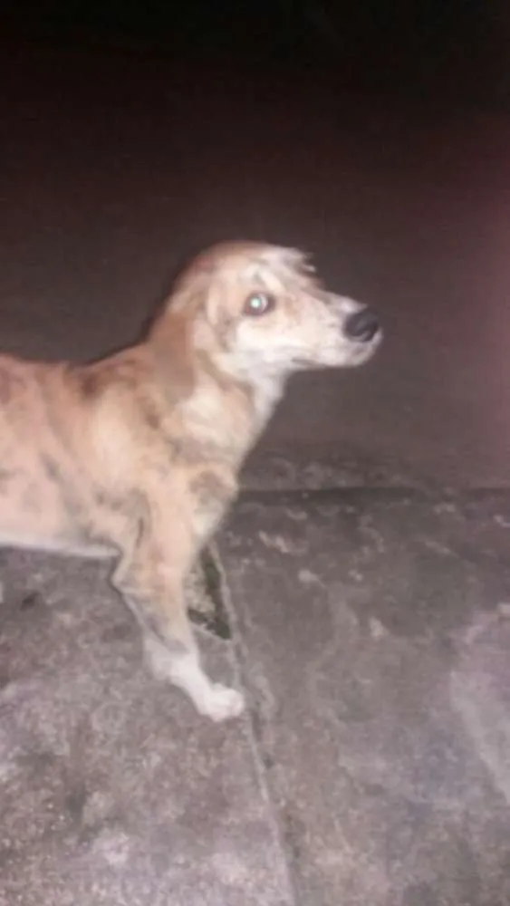 Cachorro ra a vira latas idade 2 a 6 meses nome tigrao