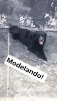 Cachorro raça  idade 4 anos nome Beiçola
