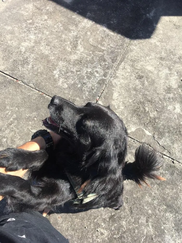 Cachorro raça  idade 4 anos nome Beiçola