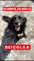 Cachorro raça  idade 4 anos nome Beiçola