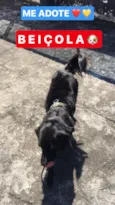 Beiçola