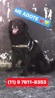 Cachorro raça  idade 4 anos nome Beiçola