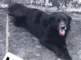 Cachorro raça  idade 4 anos nome Beiçola